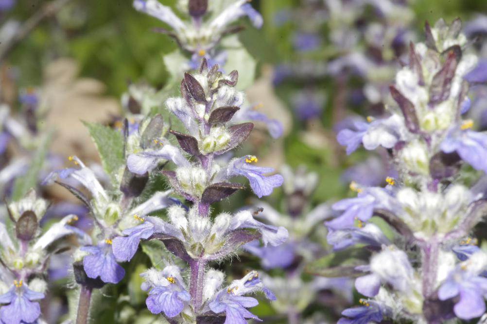 Ajuga reptans